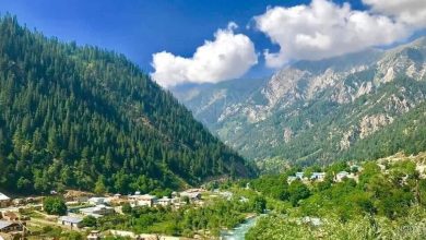 د ځنګلونو ساتنه او پالنه د هر هېوادوال دنده ده